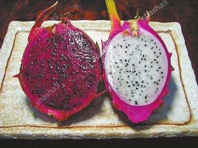 

1000 pcs / bag Seeds Pitaya Bonsai Dragon Pitaya Fruit Garden Potted Tree Fruit-Tree-Plant Delicious Juicy Tropical Fruit Food Pot