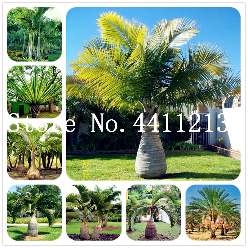 

20 Pcs/bag Bottle Palm Bonsai plant seeds Exotic Plants Tree Bonsai Pots Planters Tropical Ornamental Courtyard for Home & Garden Decoration