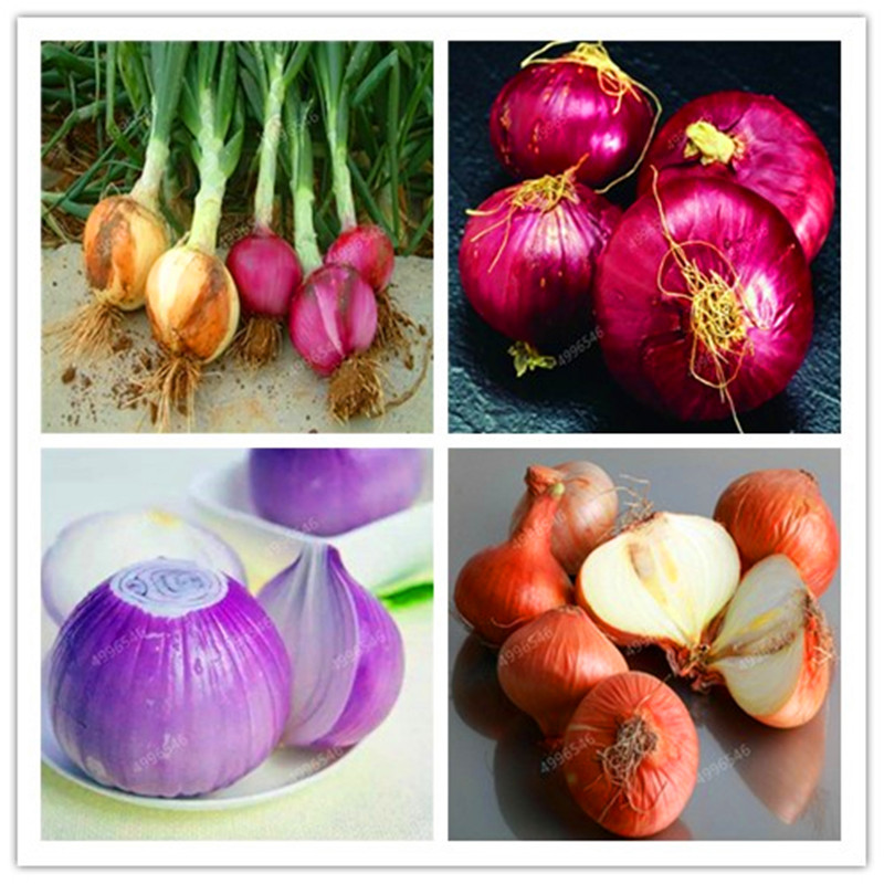 

Big promotion! 100 Pcs/bag Fresh Giant Purple Onion Bonsai Vegetable Plant 95% Germination, Vegetable Onion For Home Garden