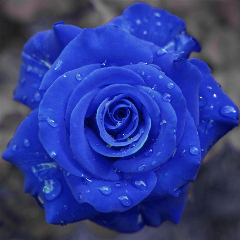 

Garden Rose Seeds Blue Rosa Flower Plant