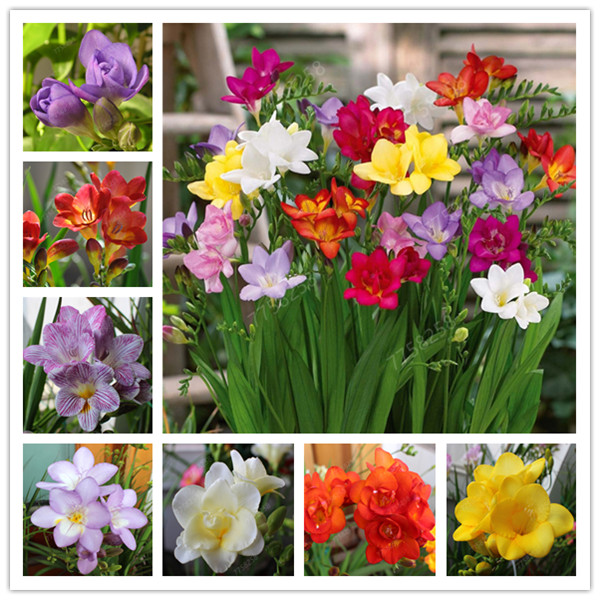 

100 Pcs Color Mixing Freesia Flower True Rare Orchid So Beautiful Indoor Bonsai Flower Potted Bonsai For Kid Gift