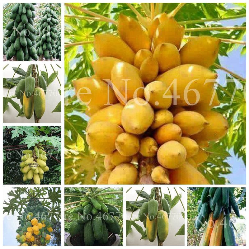 

100% True Bonsai Papaya Carica,20 Pcs/ Bag Seeds Rare Fruit Tree Edible Papaya Vegetable Fruta Plant Potted Plants for Flower Pot