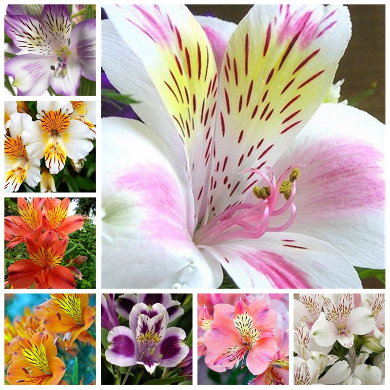 

100 pcs Rare Peruvian Lily Seeds Alstroemeria Plants Mix-Color Bonsai Beautiful Lilies Flower For Home & Garden Garden Flowers Pot