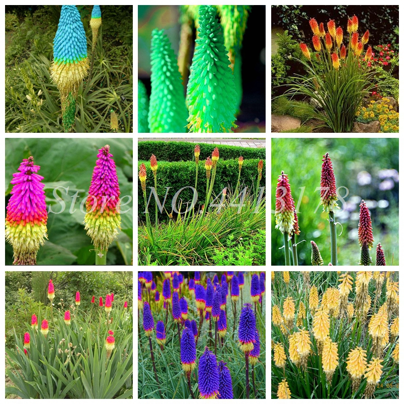 

200pcs Seeds True Hot Poker (Kniphofia Uvaria) Beautiful Torch Lily Flower Perennial Bonsai Potted Plants for Garden Good Quality