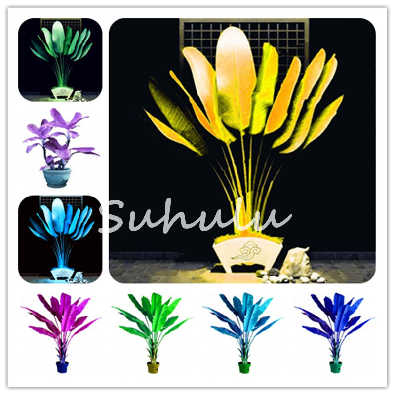 

200 Pcs Seeds Colorful Canna Indica Bonsai,Beauty Perennial Tropical Outdoor Big Leaves Flower For Home Garden Potted Plant Purify Air