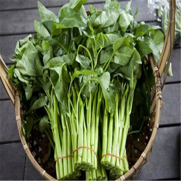 

500 Pcs Water Spinach Vegetable Bonsai Kangkong, River Spinach seeds, Chinese Spinach or Watercress Easy-growing shipping