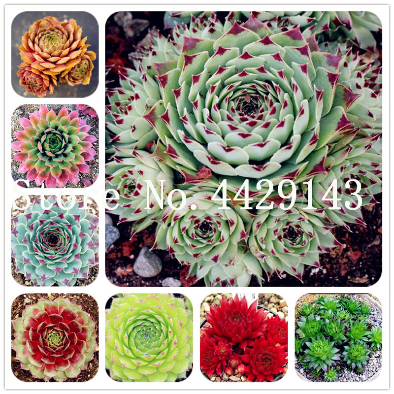 

Sale! Cheap 100 Pcs/Lot Succulent Mixed Sempervivum Grass (Sempervivum Hybridum) bonsai plant seeds flower ourdoor plant for home and garden