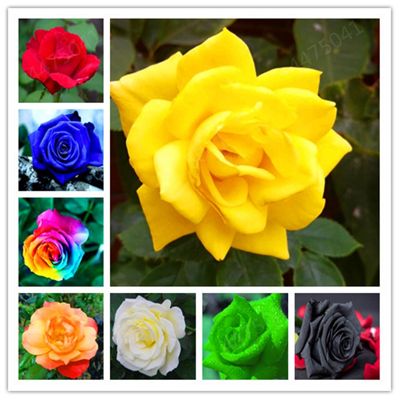

Strip Shrub Rose Flower Plant 100 PCS Rare Bush Rose Flower Plant Yello Red Pink Purple Garden Bonsai Exotic Popular Garden