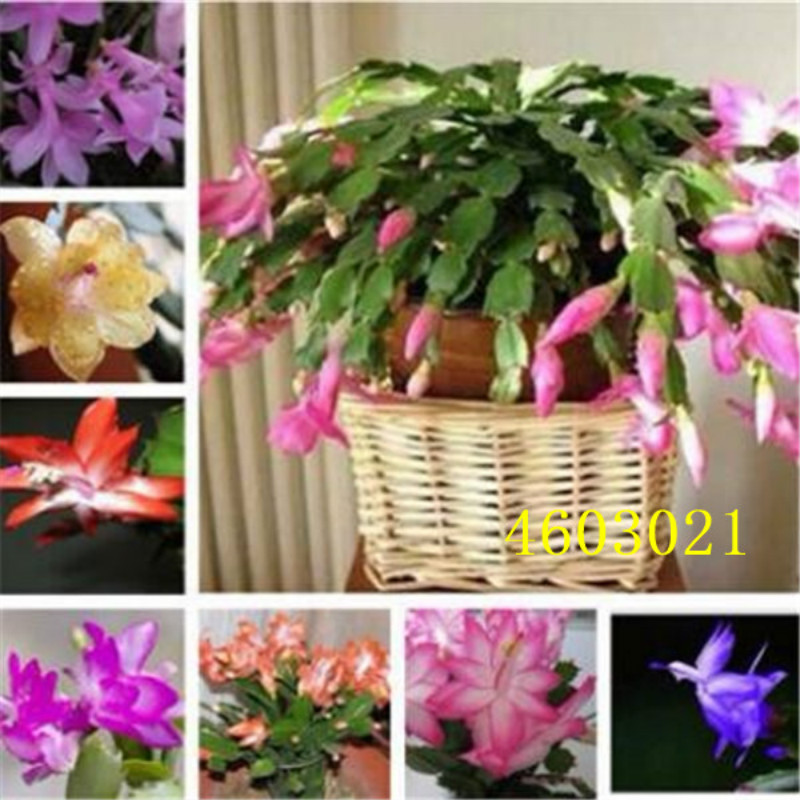 

Hot Sale plant flowers Seeds Potted gift, 100 Pcs Zygocactus Truncatus Rare Schlumbergera Orchid Bonsai home Garden plant Easy to Grow