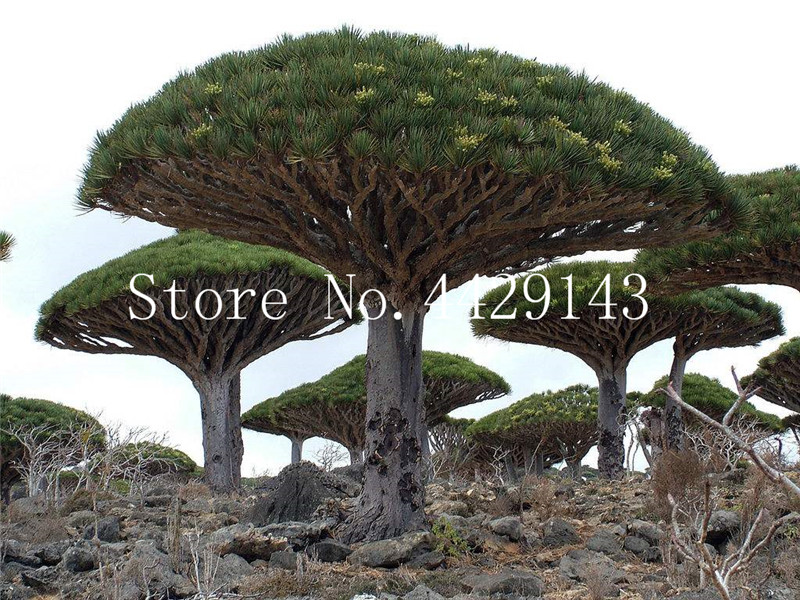 

20 pcs seeds Dracaena tree Bonsai,Dragon Blood Tree( Dracaena draco) showy,rare Giant Flower bonsai garden plants Easy to Grow