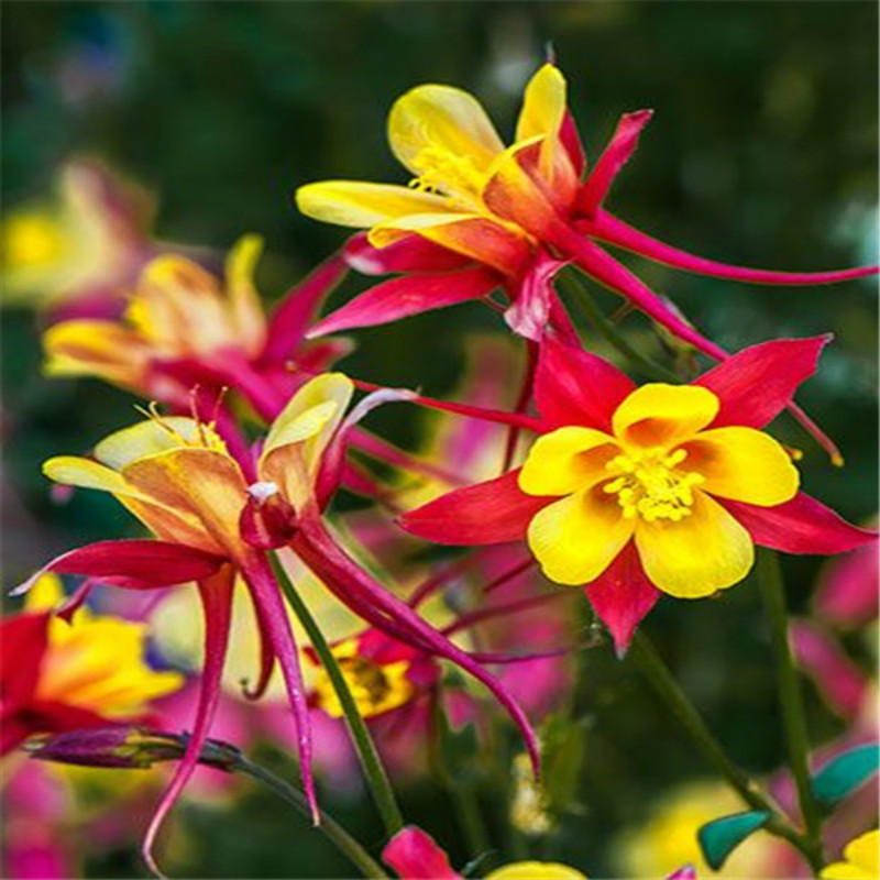 

Christmas plant of flowers Flower Plant gift,100 Pcs Columbine Genus Bonsai Aquilegia Perennial Beautiful