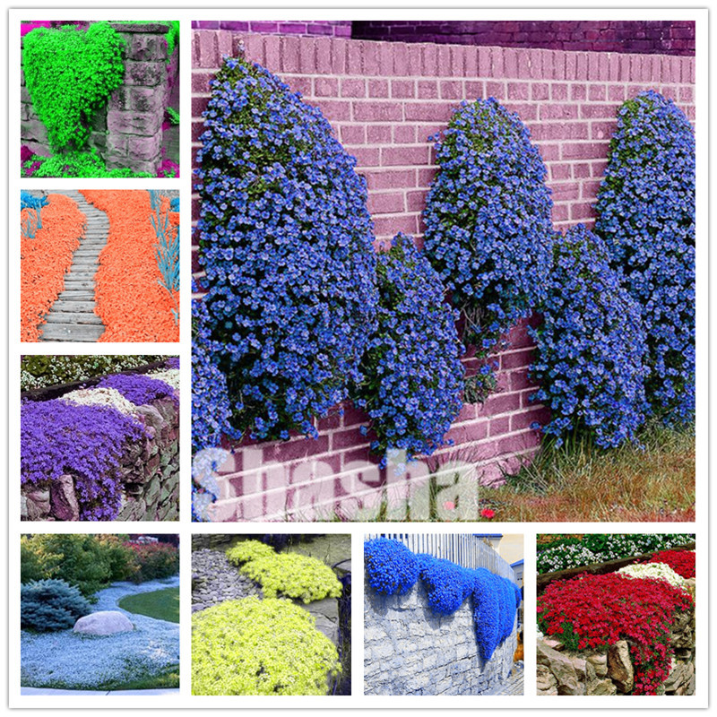 

400 Pcs Seeds Creeping Thyme Bonsai Rare Color ROCK CRESS Plants Perennial Ground Cover Flower Natural Growth plants For Home Garden