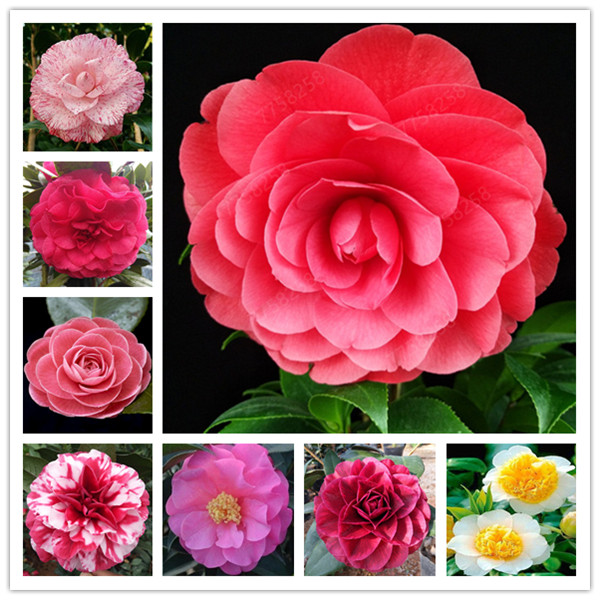 

200 Pcs Seeds Beautiful Camellia , Flower bonsai Tree , Diy Potted Plants, Indoor / Outdoor Pot Family easy to plant Plants