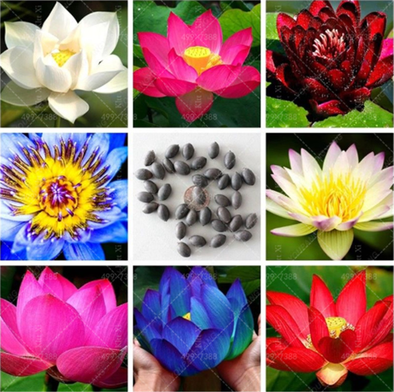 

New Arrival!Bonsai flower Victoria Amazonica Giant Water Lily Lotus Plants! garden decoration plant 5 pcs bonsai plant for home