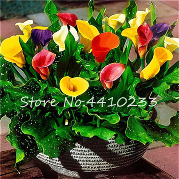 

200 Pcs Seeds Bonsai Mixed Calla Lily Bonsai Room Flowers Zantedeschia Aethiopica Bonsai Houseplants Wedding Decoration Garden Plants