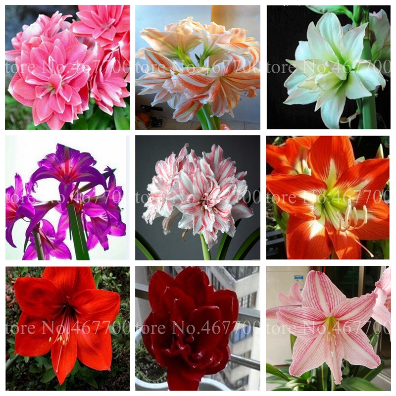 

500 pcs Seeds Exotic Amaryllis Bonsai Cheap Chinese Flower Plant Barbados Lily Potted Plants Balcony Flore for Home Garden Planting