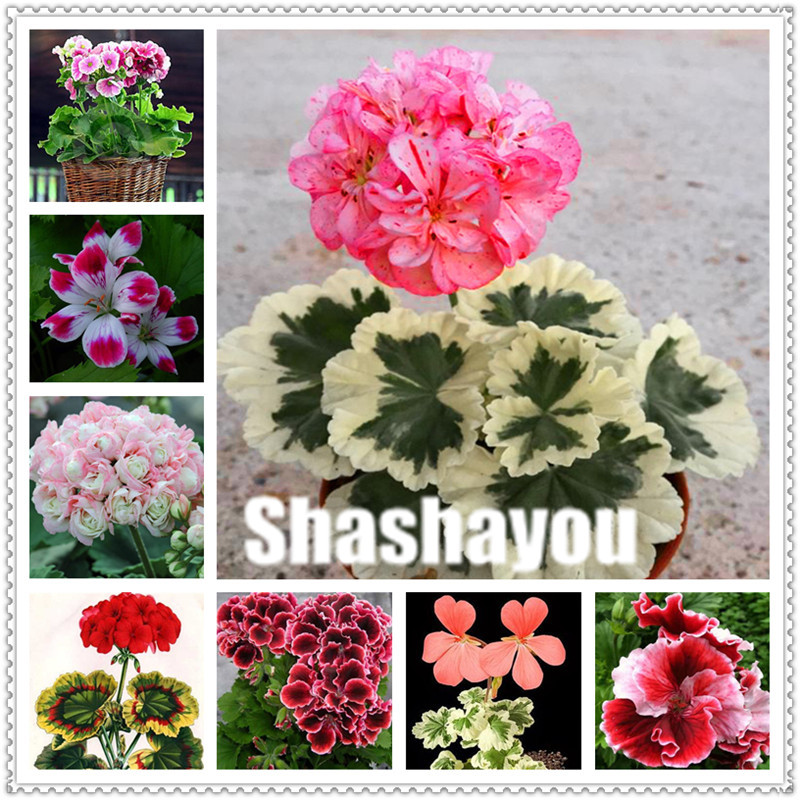 200 PCS Seeds Rare Geraniums Mix Color Bonsai Flowers Appleblossom Pelargonium N 
