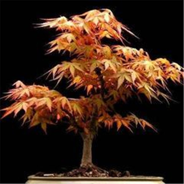 

Big Promotion!!! Mini Bonsai Flame Maple Tree Canada, 20 Pcs a pack, beautiful tree Potted Canadian Flame Colorful Maple plants