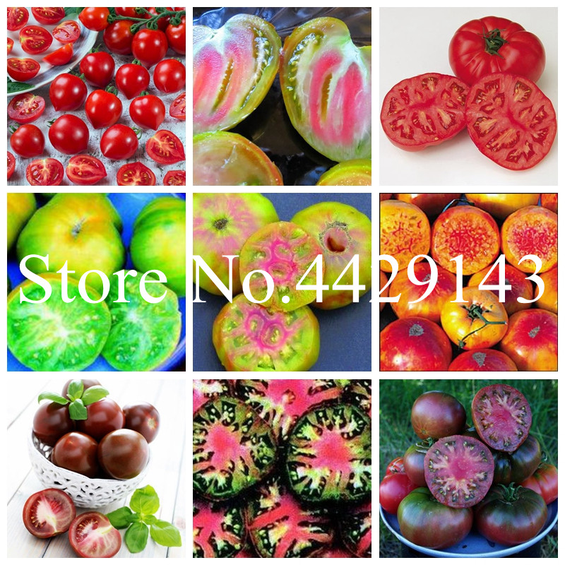 

500pcs/bag Milk red tomato Bonsai plant seeds, cherry tomato Plant organic fruit and vegetable ourdoor Indoor plant for home garden for sale