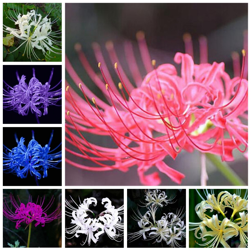 

Bonsai 200 Pcs Seeds Mixed Lycoris Flower Potted Plants Perennial Temperate Indoor Flowers Lily De Plantas For Garden Planting