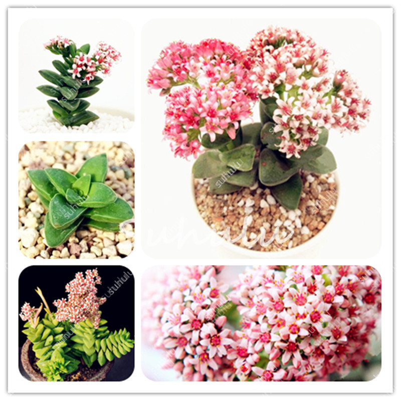 

500 PCS Rare Pink Crassula Shindou Flower Bonsai Succulent Plant seeds Fleshy Bonsai Deeds Mini Crassula Brides Bouquet Pot Flowers