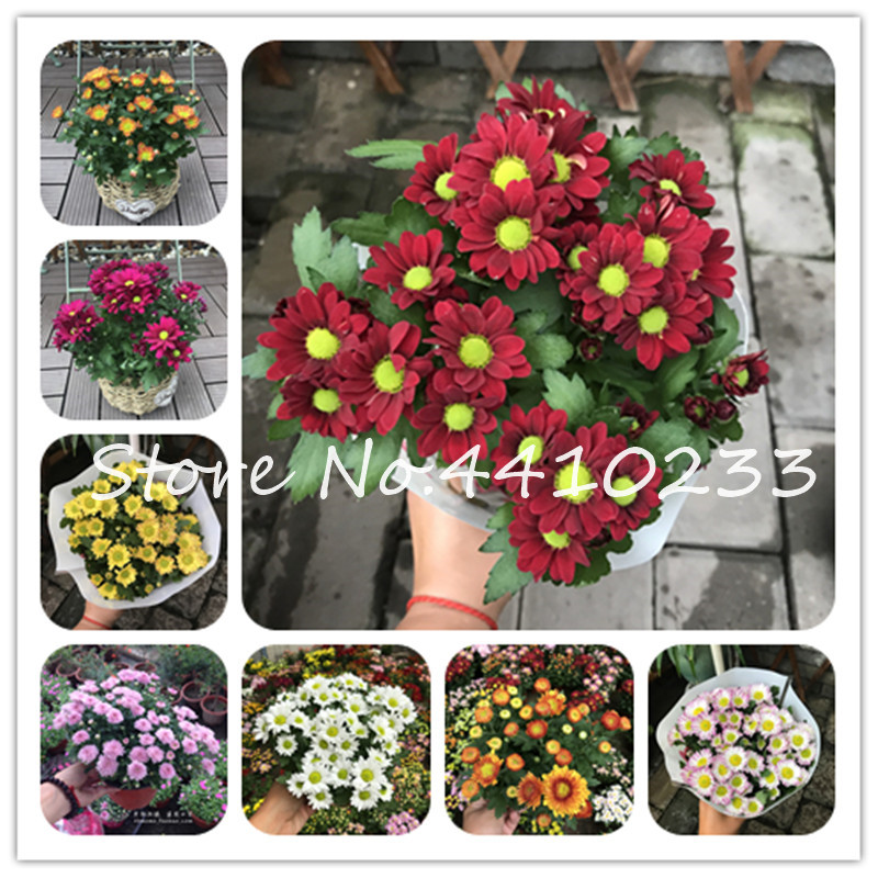 

Promotion! 50 Pcs Japan Daisy Bonsai Echinacea Purpurea Flower Plants Home Garden Easy Grow Osteospermum, bonsai plant flower seeds
