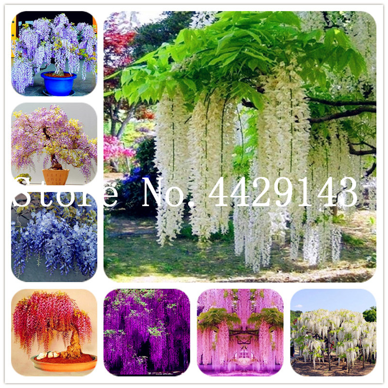 

Free shipping New 2020 Hot summer 100% Wisteria bonsais plants seeds bonsailing pots flowers seed Climbing garden plants 20 pcs/bag For Sale
