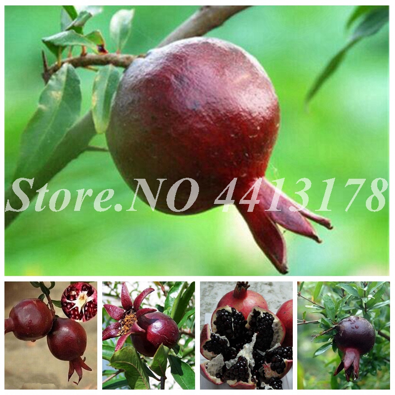 

100 pcs/ bag Black Pomegranate Seeds Rare Delicious Perennial Organic Fruit Tree Bonsai Potted Succulent Plant for Home Garden Decor