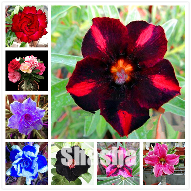 

Sales 5 Pcs/Bag Rare Mini Desert Rose plants seeds Balcony Bonsai Ornamental Flowers Adenium obesum bonsai Absorption of Formaldehyde