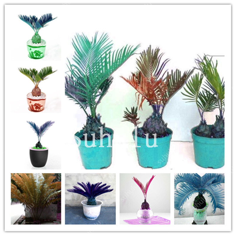 

30 Pcs per Bag Colorful Cycas Bonsai seeds, Outdoor Sago Palm Tree Plant,Cycas Tree Bonsai,The Budding Rate 97% Rare Potted Plant For Home