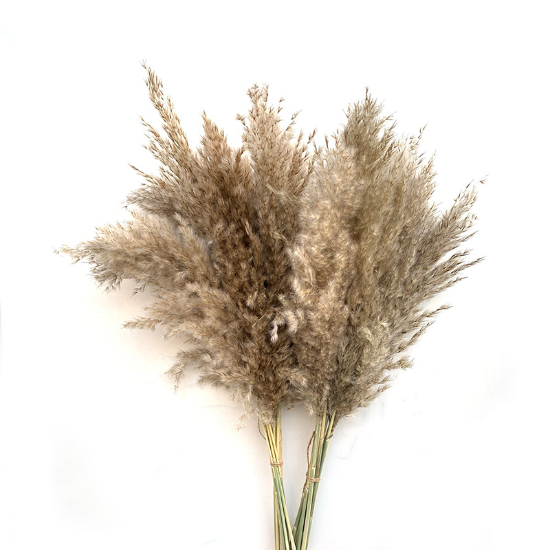 

8pcs/10pcs/20 Pcs pampas grass wedding decorative flower bunch natural plants decor home decor dried flowers Photography props, 8 pcs pampas