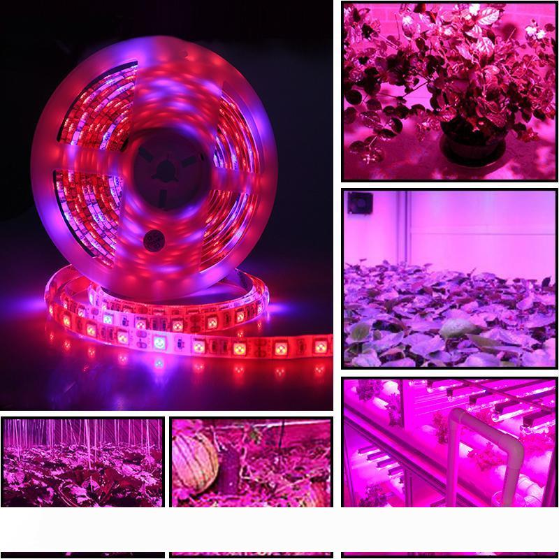 

DC 12V LED Grow light Full Spectrum 5M LED Strip light Full Spectrum Grow Lights Plant Growth lamps For Greenhouse Hydroponic Plant Growing