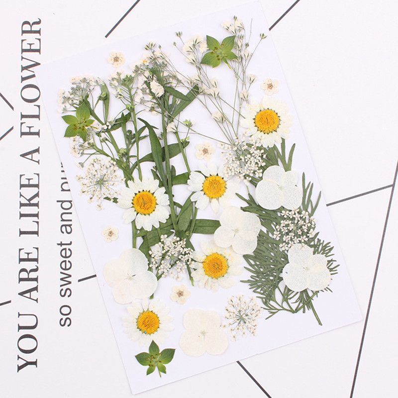 

Pressed Real Dried Flower Dry Leaves for DIY Crafts Bookmark Card Making Flower Natural Dried Flowers DIY Art Floral Decor, Style d