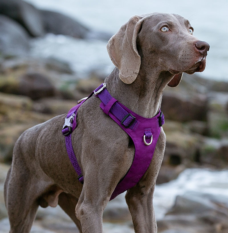 truelove dog harness