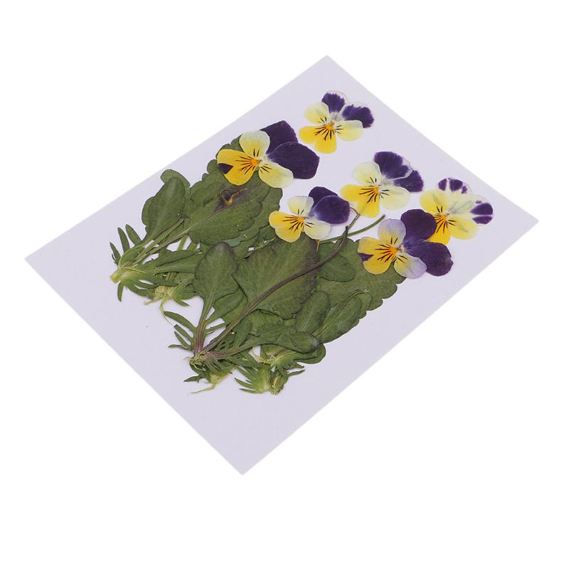 

12pcs Pressed Dried Flower Dry Pansy Flower For Resin Jewelry Craft DIY Card, As pic