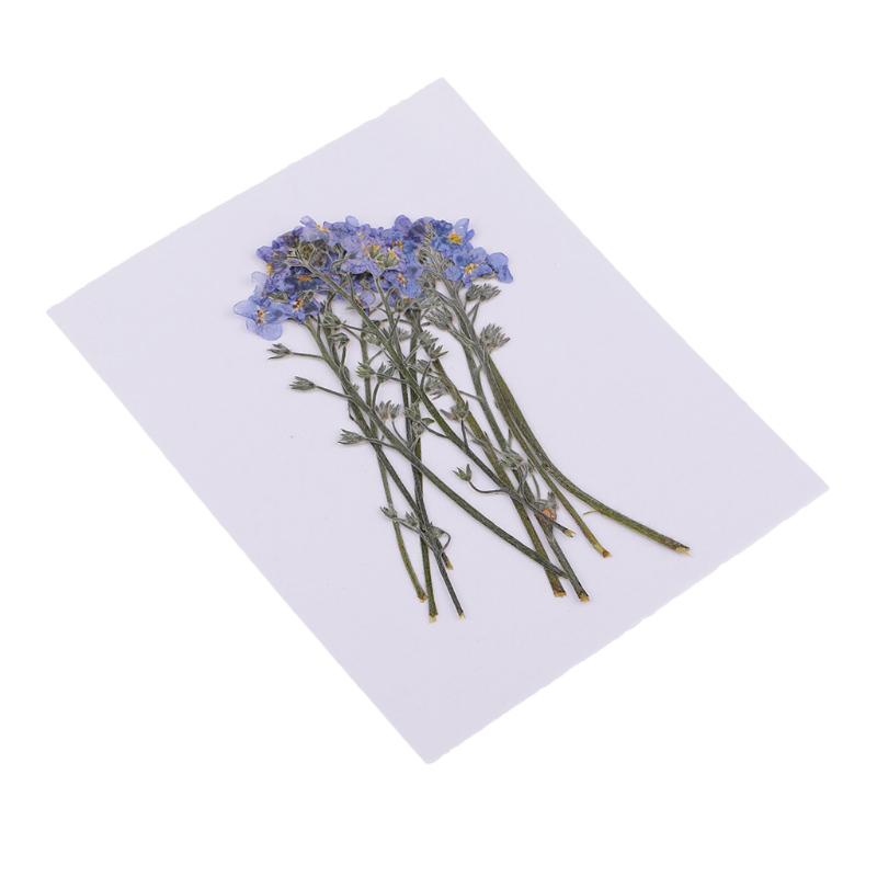 

10Pc Pressed Flowers Dried Flower Forget-me-not Floral Crafts Phone Case DIY, As pic