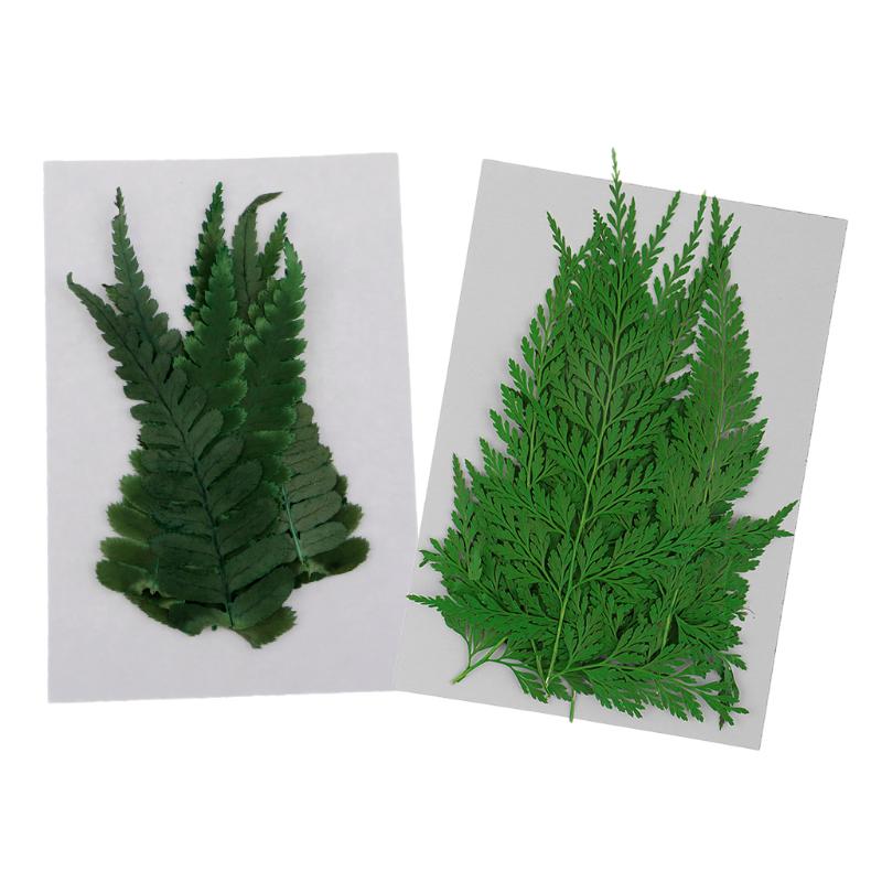 

22 Pieces Pressed Fern Leaves Natural Dried Flowers DIY Scrapbooking Crafts, As pic