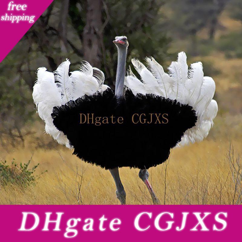 cheap ostrich feathers
