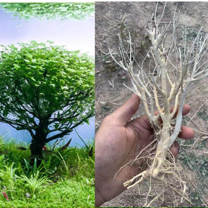 

15-20cm Aquarium Decoration Wood Natural Trunk Driftwood Tree Fish Tank Background Plant Stump Cuckoo Root Moss Tree Ornament