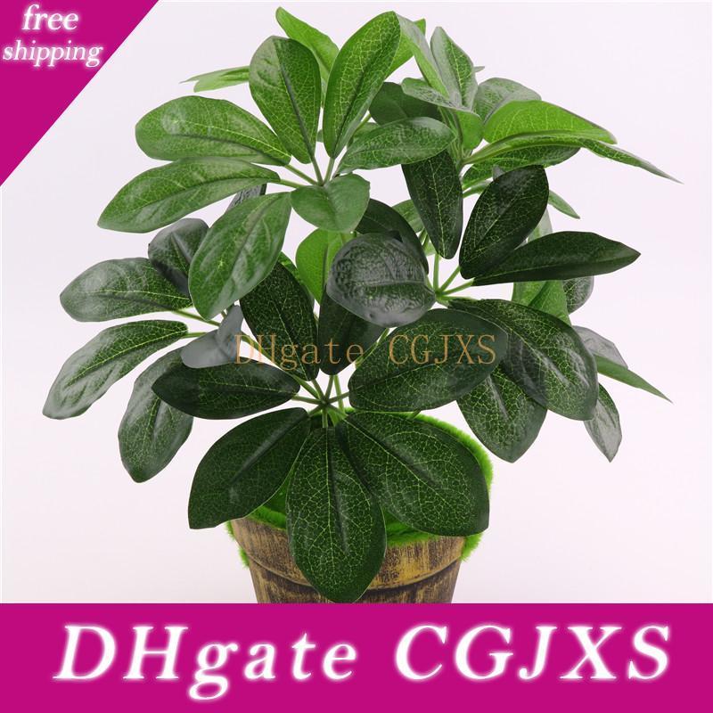 money tree plant online