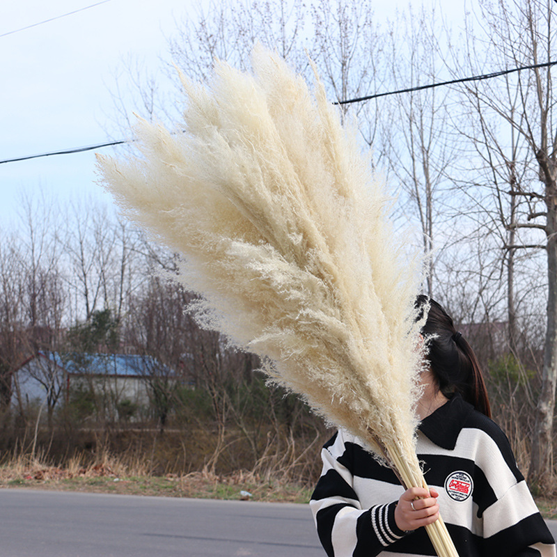 

Natural Plant Pampas Grass Large Dried Flower Wedding Special Fluffy Feather Flower Ceremony Decoration Decoration Fast Shipping, 3pcs-primary color