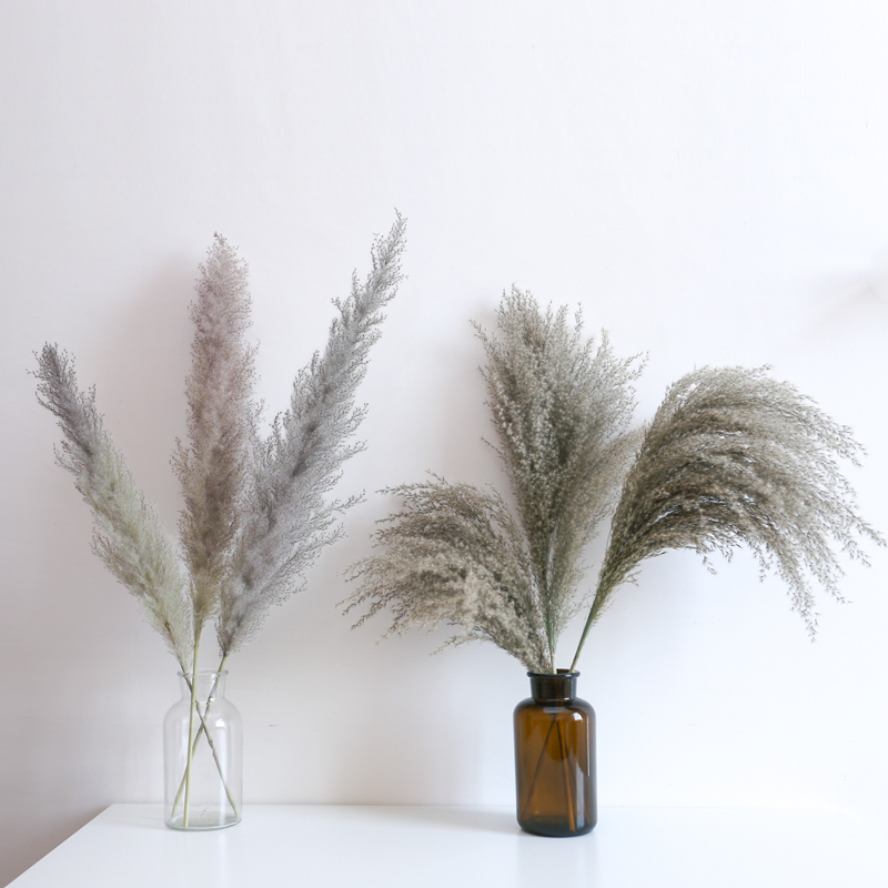 

10pcs Natural Dried Flower Pampas Grass Reed Home Decoration Gray Large Wedding Layout Corner Shop Display Window Decoration, Beige
