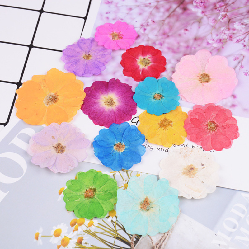 

8Pcs/Pack Natural Pressed Rose Dried Flowers For Resin Jewellery Blossom Dry Flower DIY Arts Crafts Phone Case Decoration, Orange