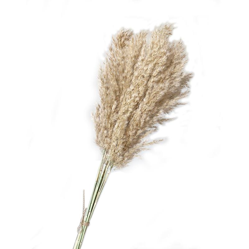 

10pcs wedding flower bunch natural dried reed pampas Grass color home decor phragmites communisg, 10 pcs color