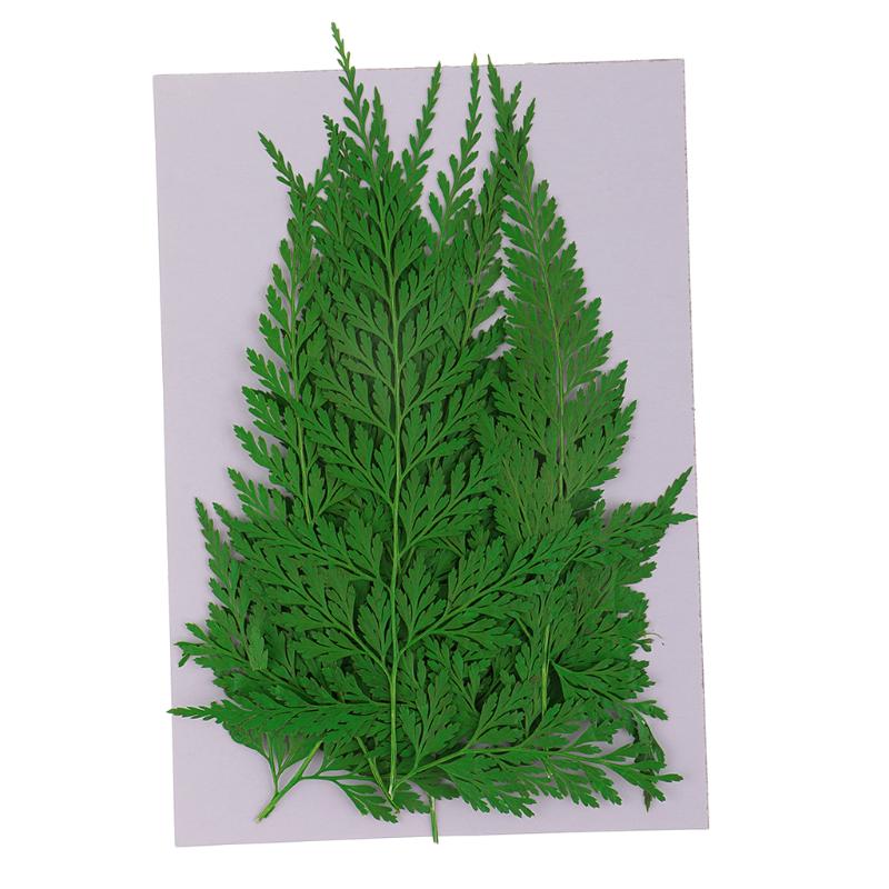 

12x Pressed Dried Flower Dry Ferns Leaves For DIY Craft Bookmark Card Making Artificial Decorations Dried Flowers, As pic