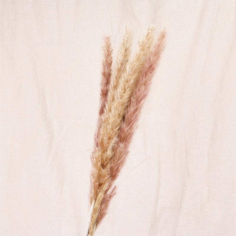 

7Pcs Bulrush Natural Dried Small Pampas Grass Phragmites Artificial Plants Wedding Flower Bouquet Home Decor Fake Flowers Hot, Brown