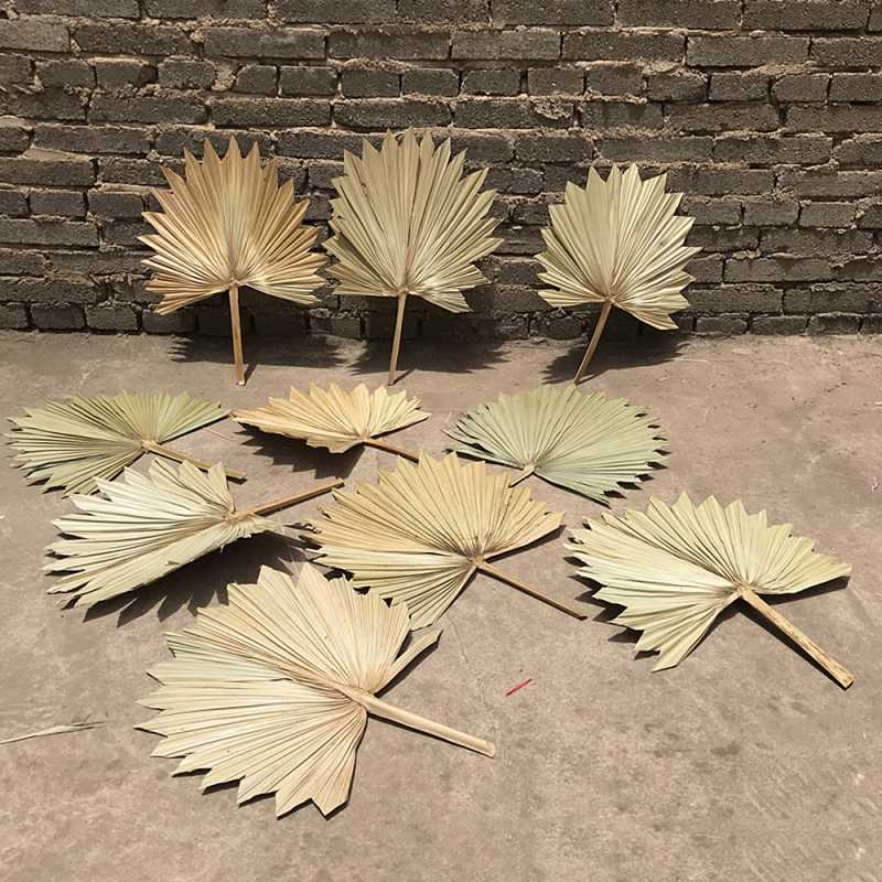 

Natural Plants Dried Flower Fan Leaf Wedding Decoration Sunflower Fan Leaves DIY Home Swing Vase Flower Arrangement, 1pc