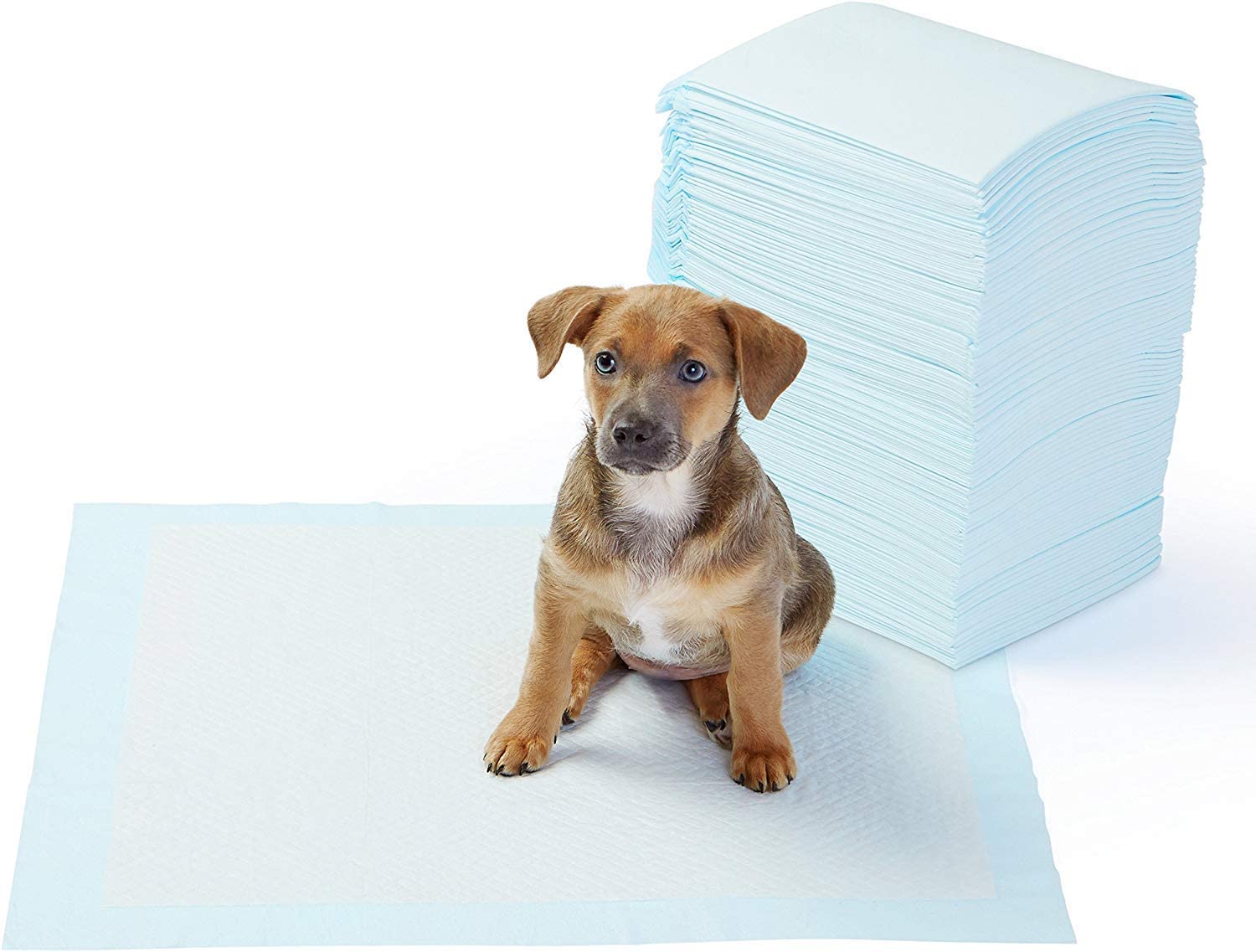 dog training pads bulk