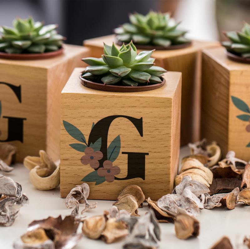 

G Head To the Special Decorative Plug Sukulent Naturacube, Multi