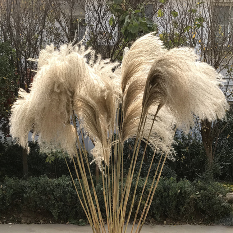 

50pcs Dried Flower Reed Flower Dusting Pampas Grass Wheat Dried Wedding Shop Decoration Ornament, 1pcs